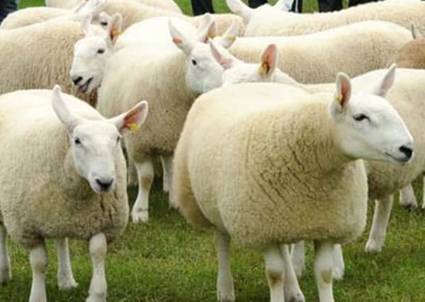 Sheep shot near Coalisland