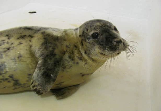 Carey - the seal which was rescued from Ballycastle beach.