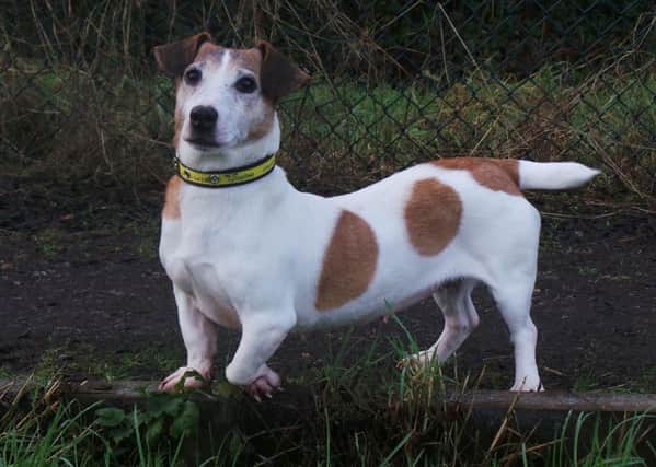 Could you give Jack Russell, Purdy a new home? Staff at Dogs Trust have revealed that the adorable Jack Russell Terrier is bypassed by potential adopters because she walks with a non-painful limp, caused by a deformity of her limb (Submitted Picture).