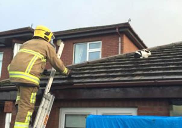 Firefighters rescuing a rabbit after  Storm Gertrude blew the pet up on to a roof. PRESS ASSOCIATION Photo.