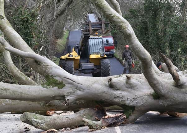 Â©Press Eye - Belfast - Northern Ireland - 23rd January 2016 
Fallen trees at the Dark Hedges, Armoy, Co Antrim.
Picture by Andrew Paton/Press Eye.com