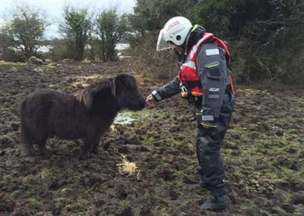 CRS volunteer feeding a Shetland pony