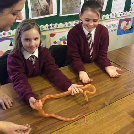 Emily Irwin and Liana Hanley handling a snake at Woodlawn Primary School. INCT 06-753-CON