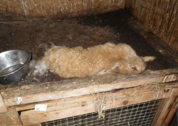The bodies of the rabbits were found in a hutch. INPT06-060