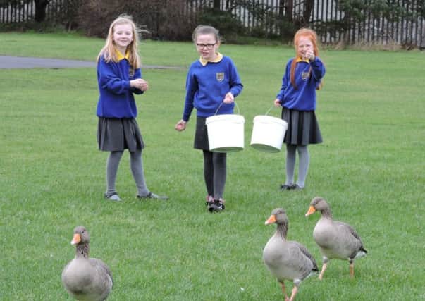 Children from Portrush Primary School feeding the geese.