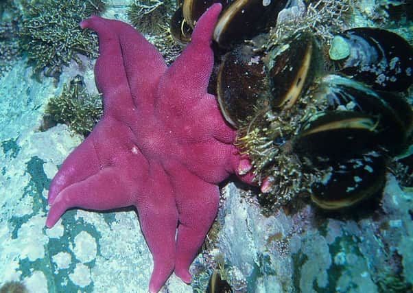A purple sunstar starfish. INLT-07-709-con
