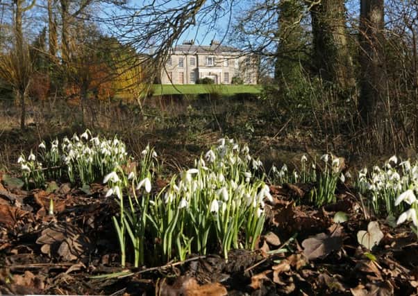 Snowdrops at The Argory. Picture by Bernie Brown. National Trust.