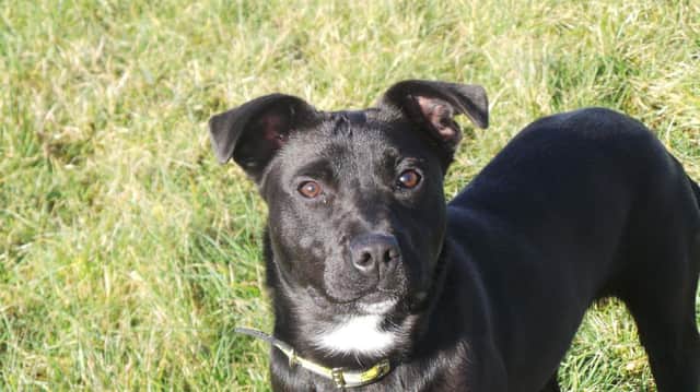 Can you give Shadow a loving home?