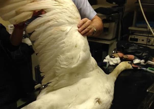 Vets examine the injured swan
