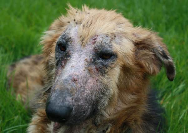 Sentences for animal cruelty will be increased to a maximum of five years