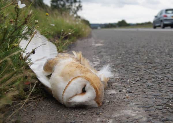 Barn owl found dead near Limavady