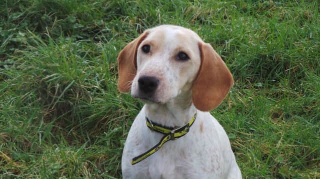 Can you give Biscuit a loving home?