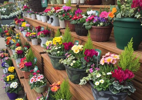 There's a fantastic selection of bedding and basket plants available.