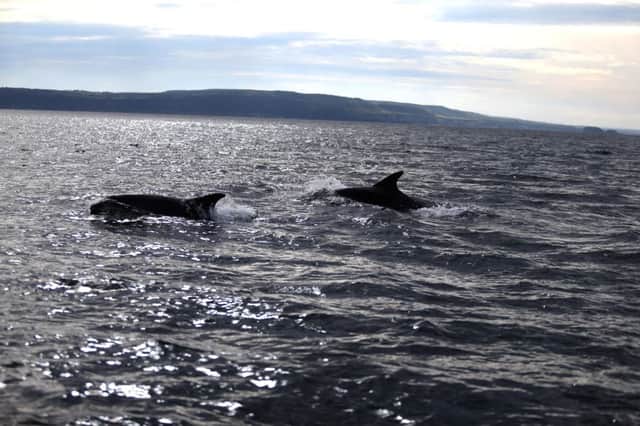 Dolphins put on a display of excellence on the Sea of Moyle between Ballycastle and Rathlin Island with Church Bay Fair Head and the Causeway Cast making a spectular backdrop. PICTURE STEVEN MCAULEY/MCAULEY MULTIMEDIA