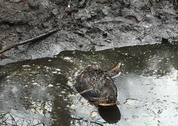 A dead mallard, soaked in oil, which was found in the Blackwater River. Pic courtesy of Six Mile Water Trust. INNT 12-817CON