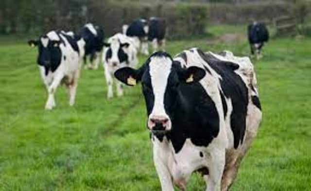 Dairy cows.  INLT 33-699-CON