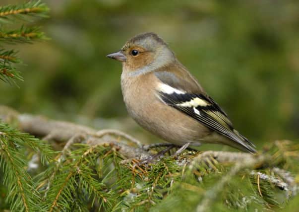 Chaffinch.Photo by Ray Kennedy (rspb-images.com)