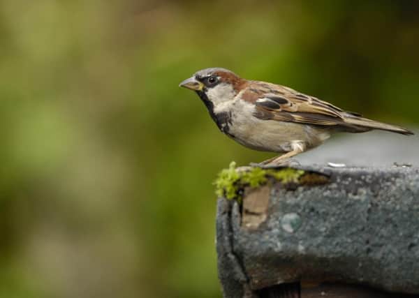 The House Sparrow Photo:  Ray Kennedy