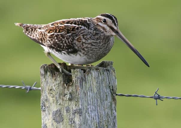 Snipe Gallinago gallinago, adult perched on fence post, Isle of Tiree, Scotland, May