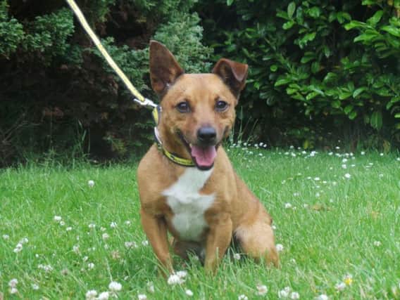 Can you give Alfie a loving home?