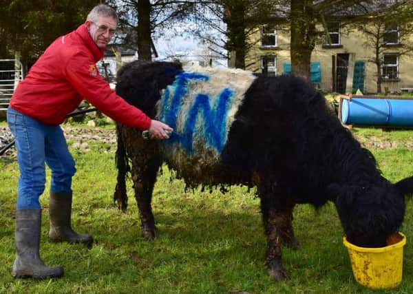 Colin Gibson paints his cattle in support of staying in EU