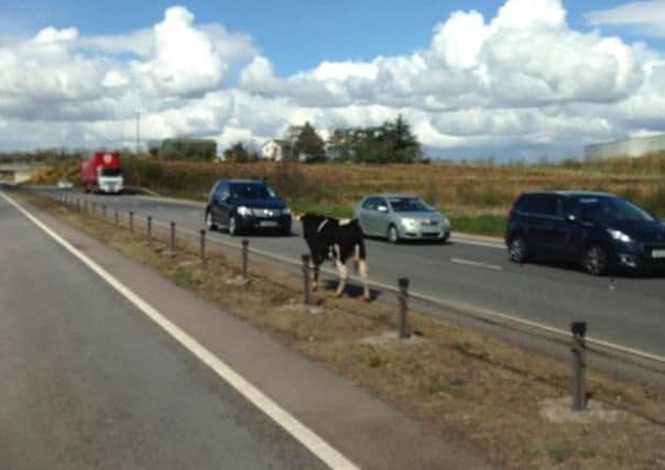 This cow was stranded on the M1 near Moygashel this morning. Photo courtesy of Elaine Marley, BBC NI Travel