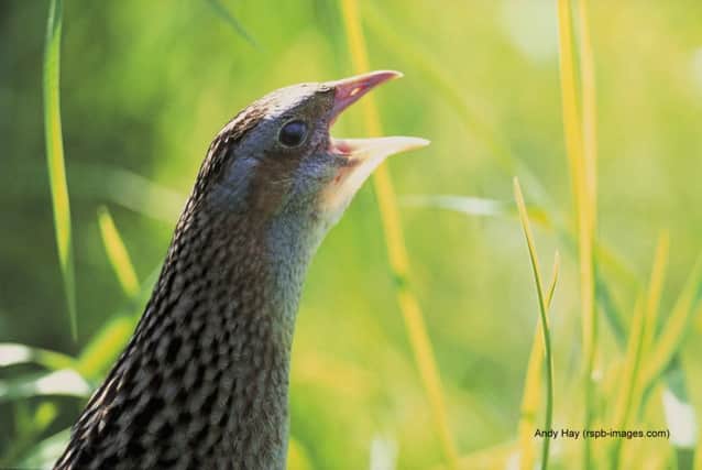 Corncrake. inbm201-6s (Picture by Andy Hay)