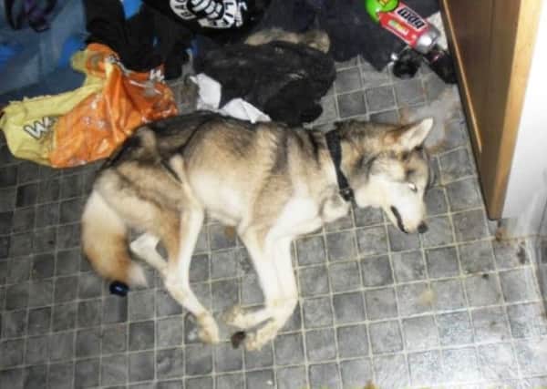 Robert Porter, 30, from Maghera admitted he had not fed his husky, Prince, for a number of weeks before it died on his kitchen floor.