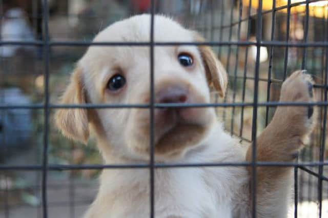 Some puppy farmed puppies are confined to cages and are unable to cope once sold off.