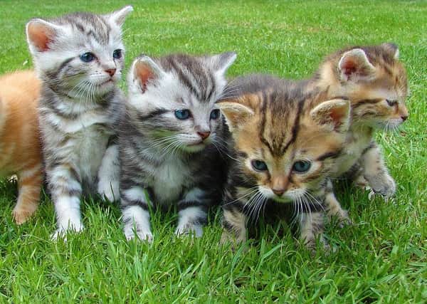 A charity is warning of a 'kitten boom' this season. INLT-21-703-con