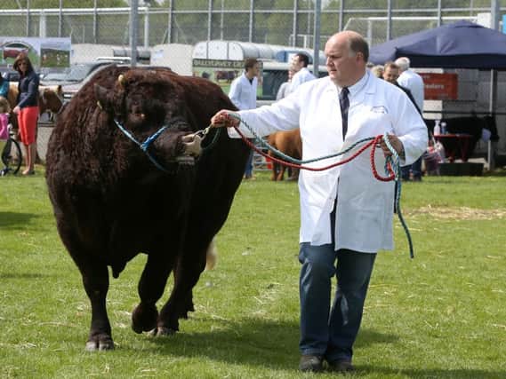 Ernest Gregg from Kells with Lolly the Salers bull which was runner-up in his class. INBT 22-121JC
