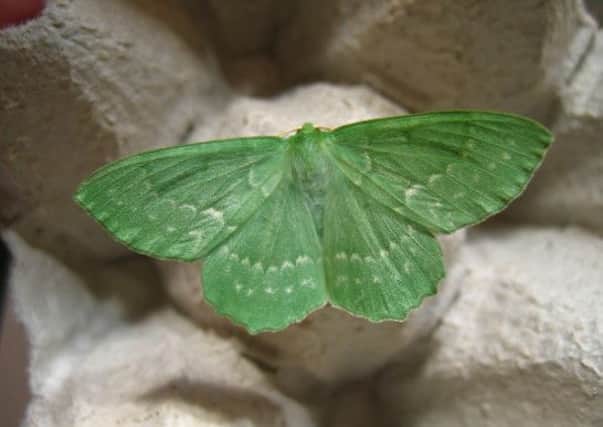 Large Emerald moth. (Submitted Picture (c) Andy Crory)