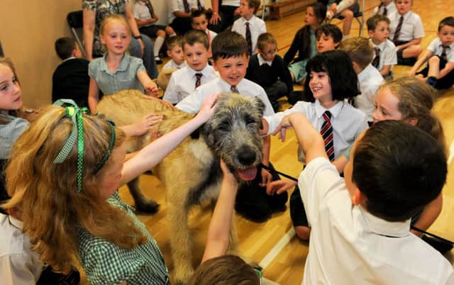 The Royal Irish Regiment's new mascot, Brian Boru Conri pictured with children at Dundonald Primary School who were tasked with choosing his pet name.  Photo: Kellie Shattock.