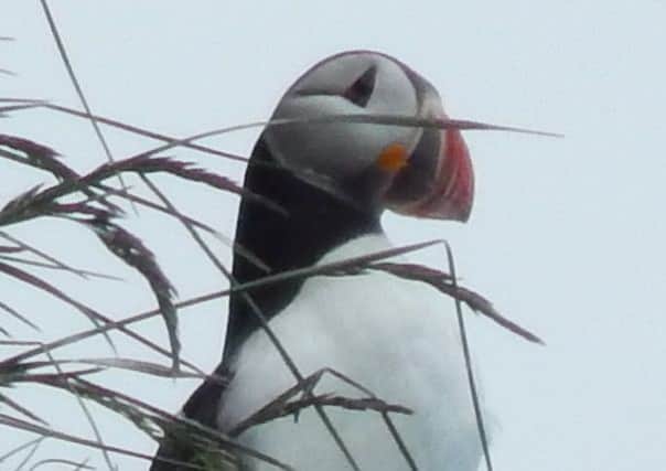 A puffin at The Gobbins. INLT-23-711-con