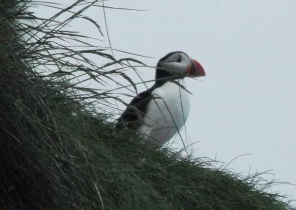 The Gobbins colony has around 60 puffins, which is under threat from the massive oil spill. INCT 23-756-CON