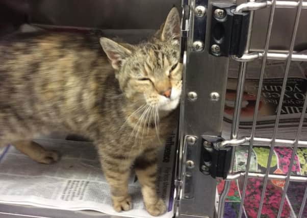Can you help find the owner of this friendly little tabby?