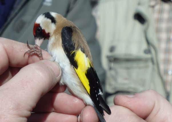 A  colourful Goldcrest being ringed on the day. INBM19-15