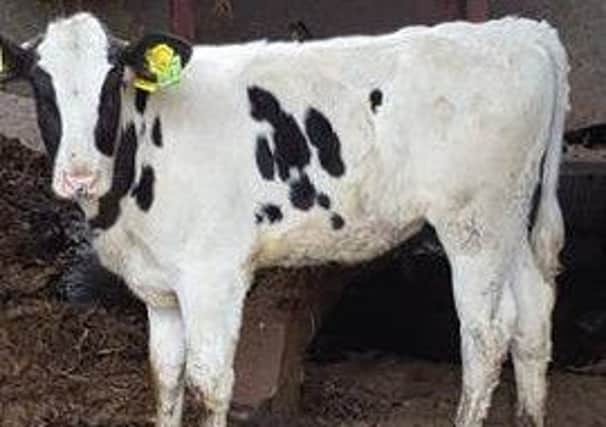 Do you know who owns this calf?