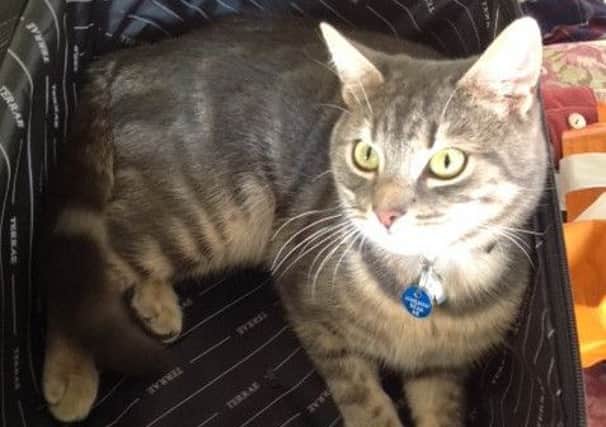 Missing cat Ozzy. INLT-26-706-con