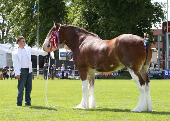 Success for  William Hanna  and the family at this year's Royal Highland Show. Photo courtesy of Jim Crichton. inbm29-16s