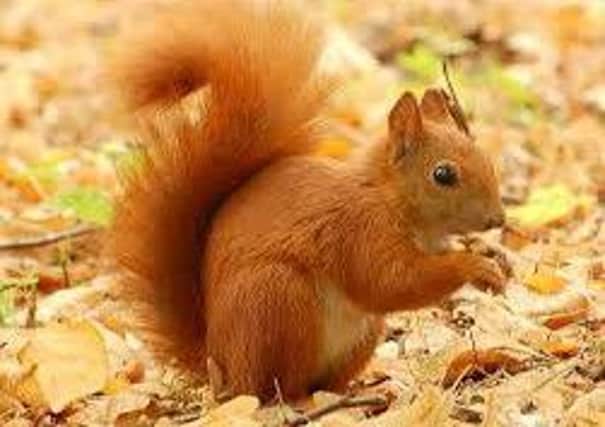 A red squirrel. INLT-28-710-con