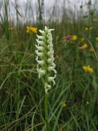 Lough Beg, near Toomebridge, is just one of a handful of sites in Northern Ireland which is home to a rare type of wild orchid known as Irish Ladys Tresses.