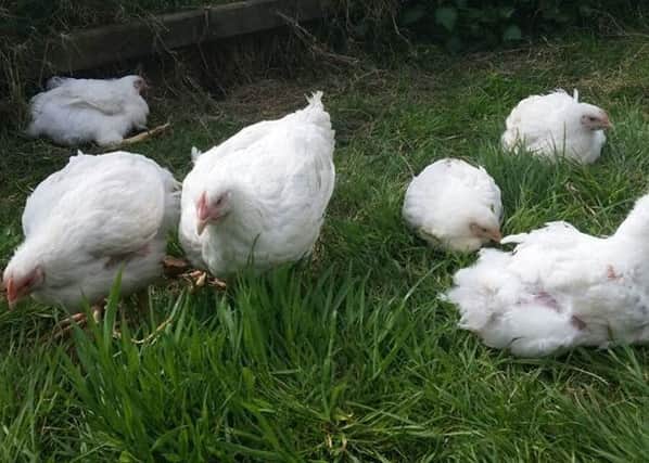 Crosskennan Lane Animal Sanctuary is asking for help to build these former broiler chickens a new home. INLT-29-707-con