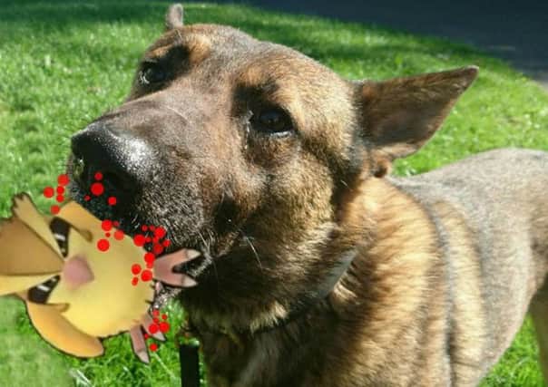 PSNI dog with a Pokemon