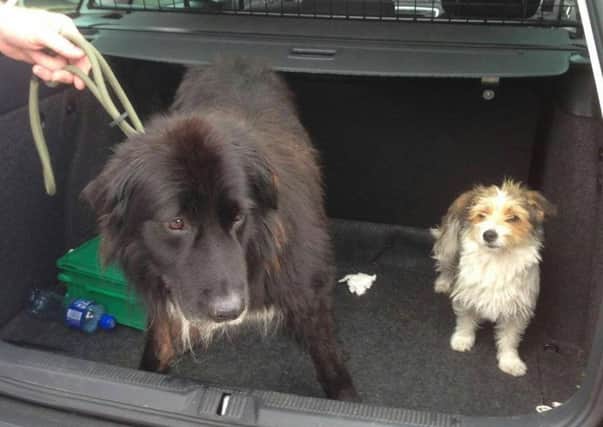 The two dogs found by police in the Killicomaine area. INPT30-020