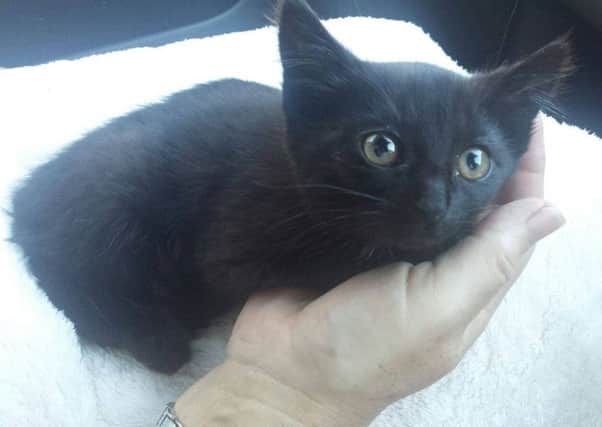 Little kitten Pearl, who was rescued by Davy Smith from Carnlough Harbour. INLT-30-712-con