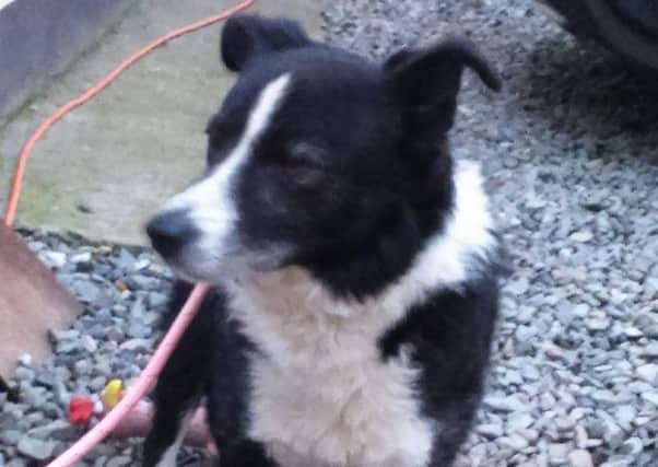 This Collie dog was saved from the Scarva Road.