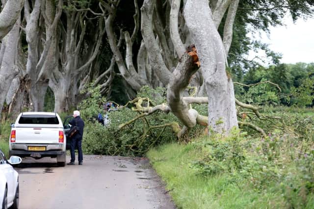 One of the renowned trees which features in Game of Thrones has fallen on to the road near Armoy.
It fell onto the Bregagh Road on Tuesday night.