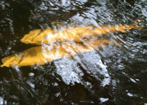 Some of the fish affected in the major disaster along the River Faughan.