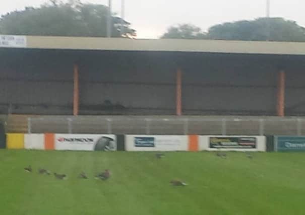 Geese on the pitch at Taylors Avenue on Tuesday evening.  Photo by Karl McCullough  INCT 32-720-CON
